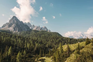 Audyt śladu deforestacji: kiedy zatrudnić eksperta i czego oczekiwać